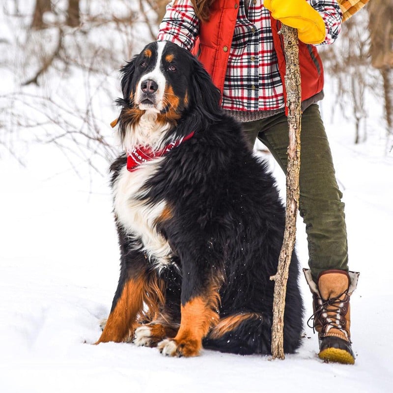 A close-up of a couple and a dog in a tent.