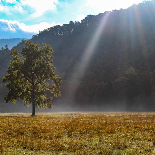 A tree in sunlight in Great Smoky Mountains National Park.