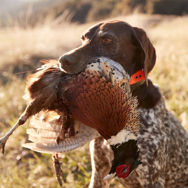 A hunter standing in a field.