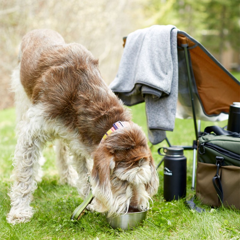 Dog eating from his dish at an outdoor family picnic.