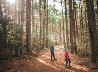 Two children standing on a sun-dappled path in a grove of tall trees, looking up into the trees.