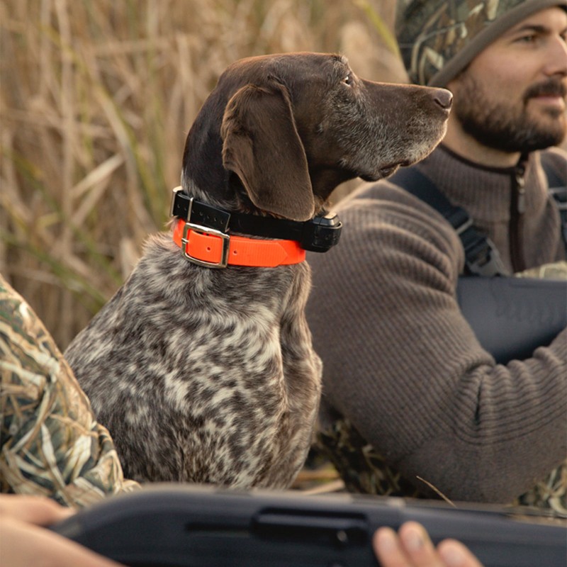 A man with a rifle on his shoulder and a dog walking through a field.