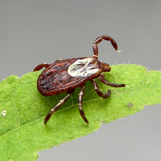 American dog tick.